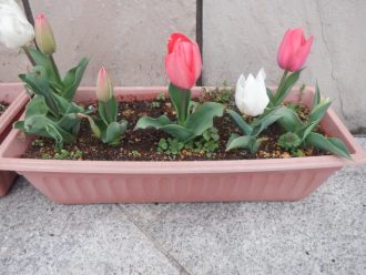 公園だより最新投稿写真