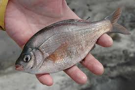 公園だより最新投稿写真