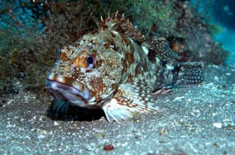 公園だより最新投稿写真