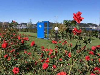 公園だより最新投稿写真