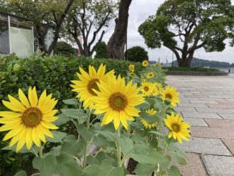 公園だより最新投稿写真