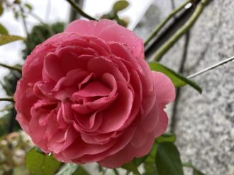 公園だより最新投稿写真