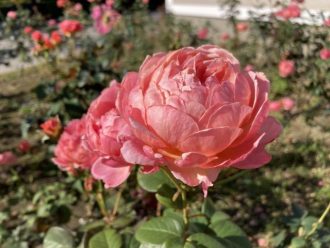 公園だより最新投稿写真