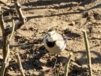 公園だより最新投稿写真