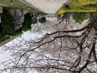 公園だより最新投稿写真
