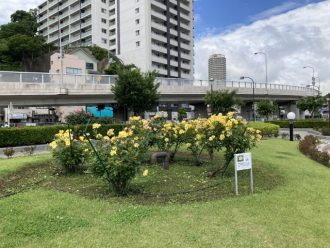 公園だより最新投稿写真