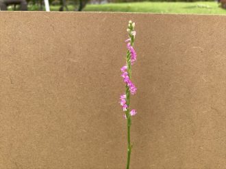 公園だより最新投稿写真