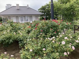 公園だより最新投稿写真