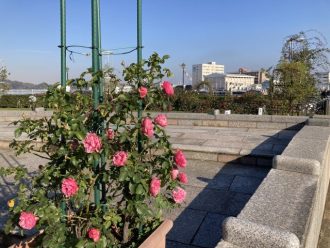 公園だより最新投稿写真