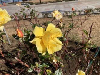 公園だより最新投稿写真