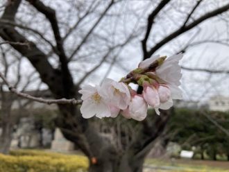 公園だより最新投稿写真