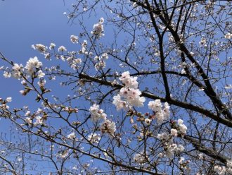 公園だより最新投稿写真