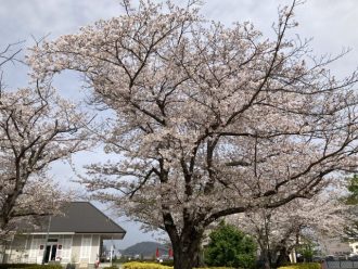 公園だより最新投稿写真
