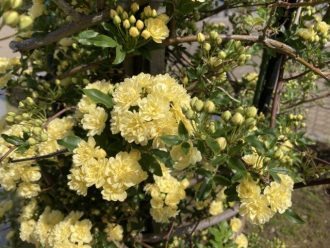 公園だより最新投稿写真