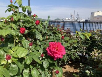 公園だより最新投稿写真