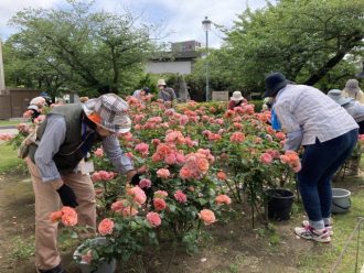 公園だより最新投稿写真