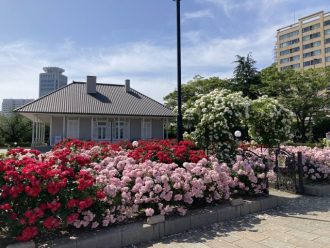 公園だより最新投稿写真