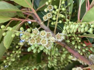 公園だより最新投稿写真