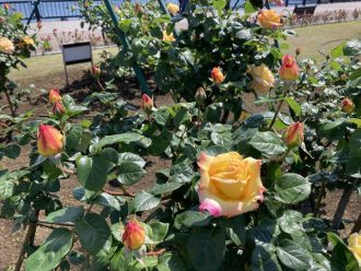 公園だより最新投稿写真