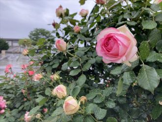 公園だより最新投稿写真