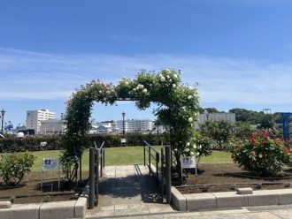 公園だより最新投稿写真