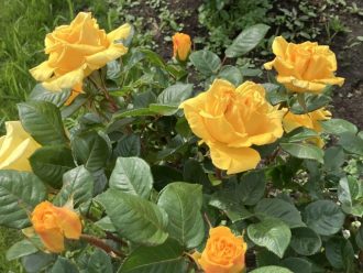 公園だより最新投稿写真