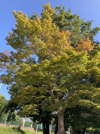 公園だより最新投稿写真